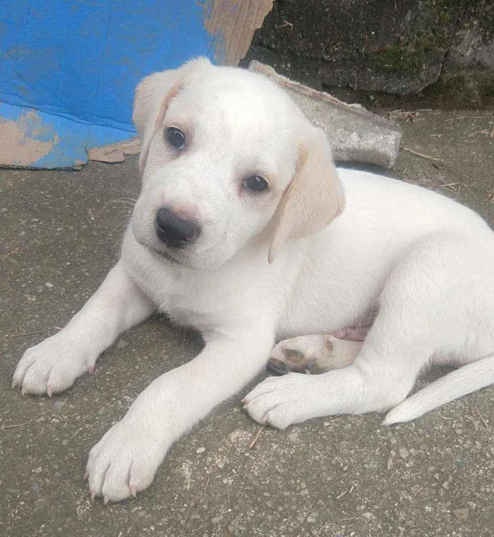 Cachorro ra a Indefinida idade 2 a 6 meses nome Tito