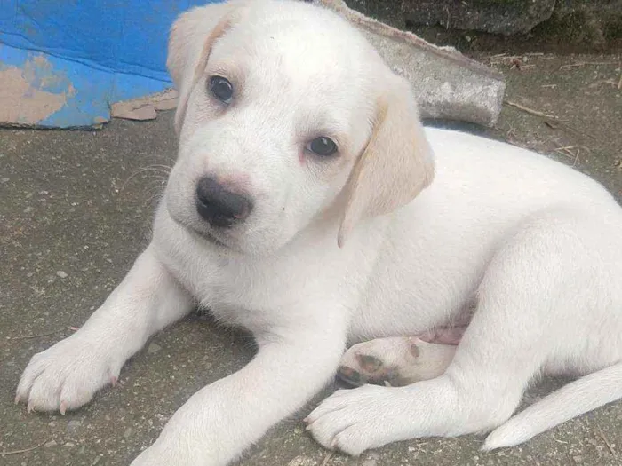 Cachorro ra a Indefinida idade 2 a 6 meses nome Tito