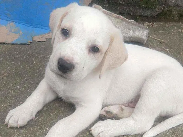 Cachorro ra a Indefinida idade 2 a 6 meses nome Tito