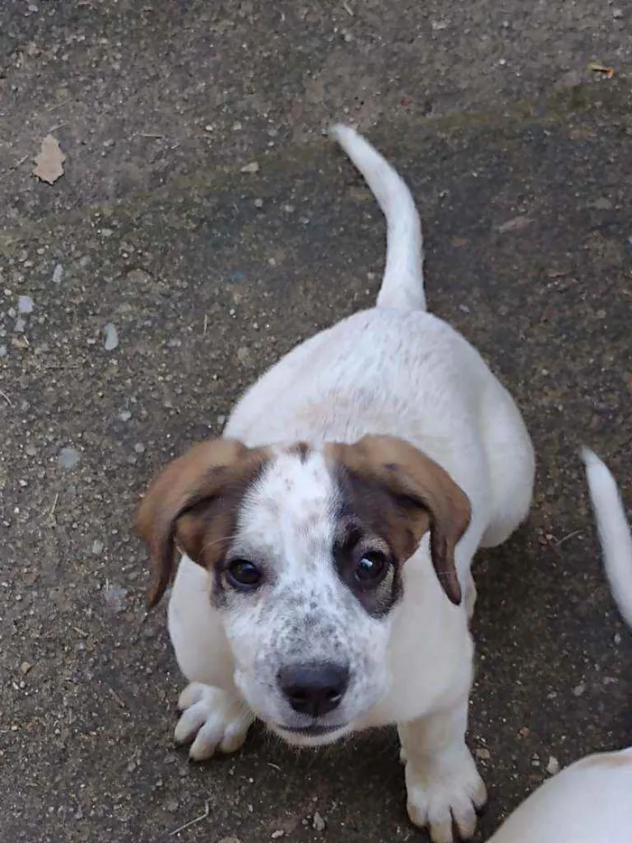 Cachorro ra a Indefinida idade 2 a 6 meses nome Nina