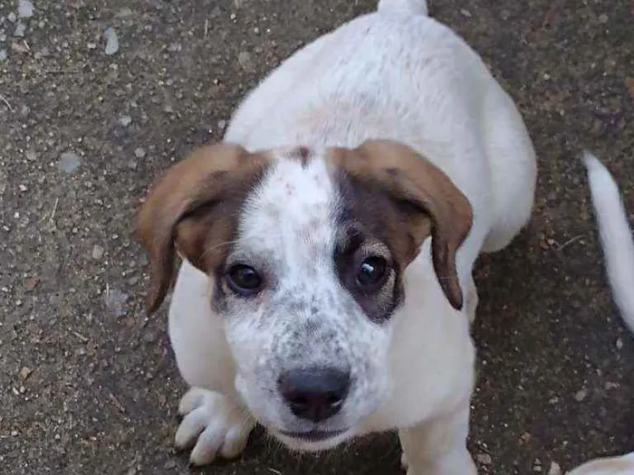 Cachorro ra a Indefinida idade 2 a 6 meses nome Nina