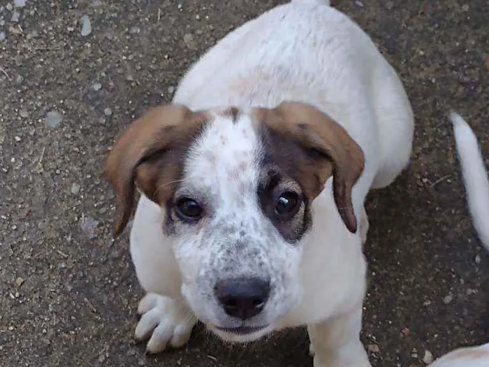 Cachorro ra a Indefinida idade 2 a 6 meses nome Nina