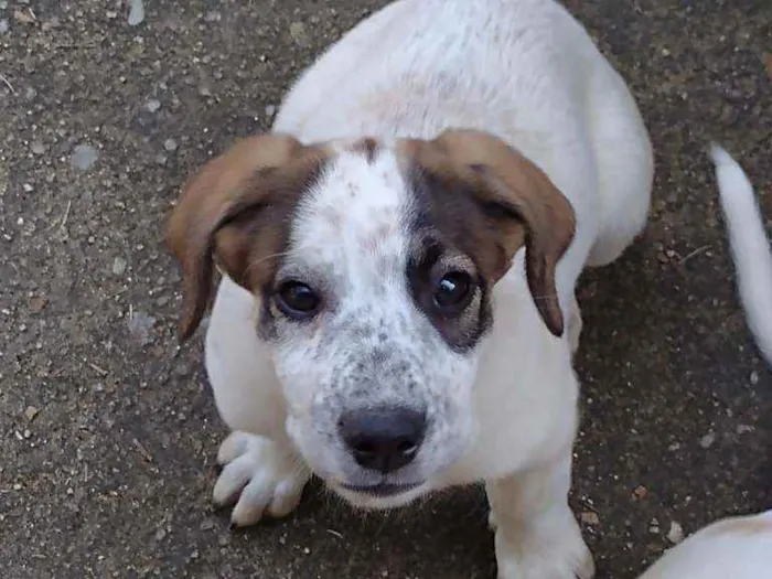 Cachorro ra a Indefinida idade 2 a 6 meses nome Nina