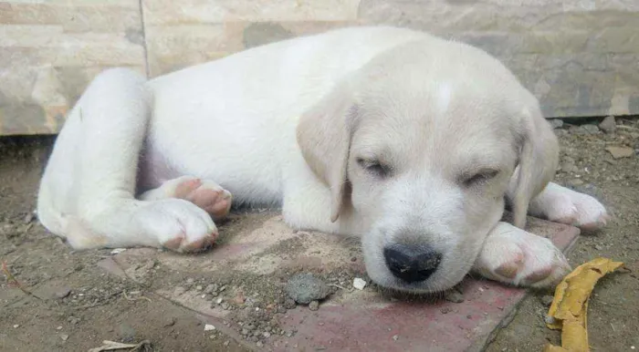 Cachorro ra a Indefinida idade 2 a 6 meses nome Kiara