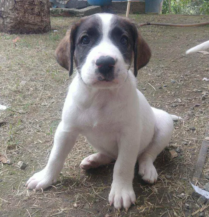 Cachorro ra a Sem raça definida idade 2 a 6 meses nome Billy