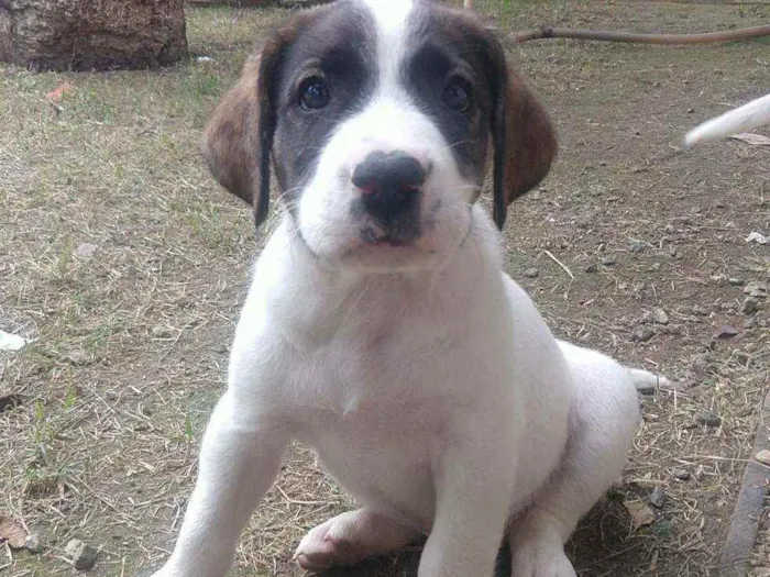 Cachorro ra a Sem raça definida idade 2 a 6 meses nome Billy