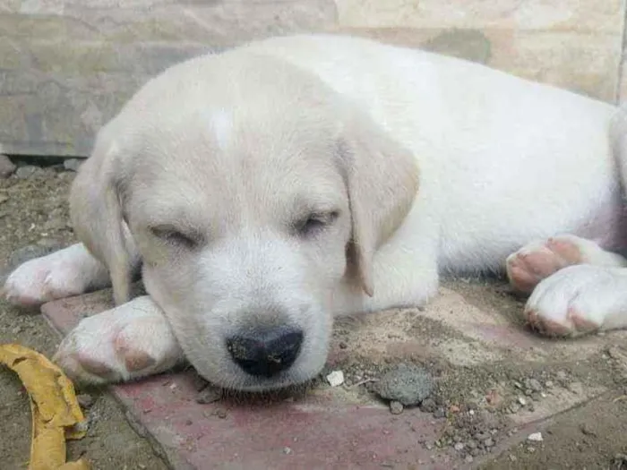 Cachorro ra a Indefinida idade 2 a 6 meses nome Kiara