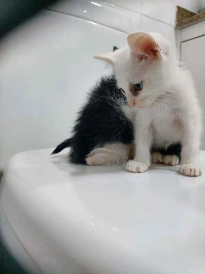 Gato raça Srd  idade Abaixo de 2 meses nome Sem nome