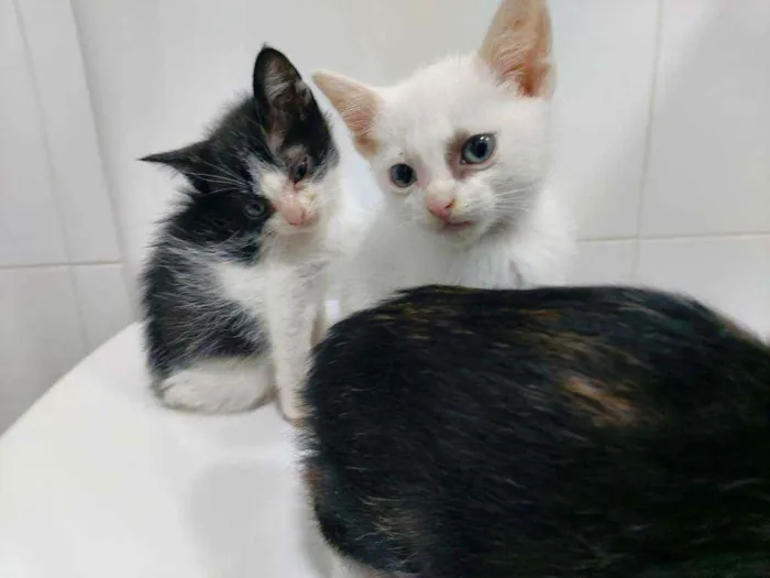 Gato raça Srd  idade Abaixo de 2 meses nome Sem nome