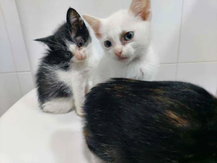 Gato raça Srd  idade Abaixo de 2 meses nome Sem nome