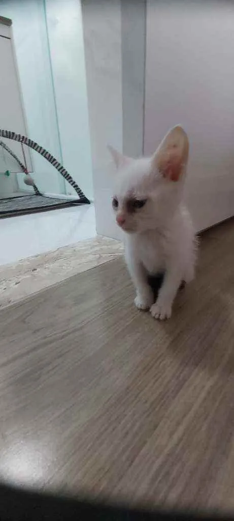 Gato raça Srd  idade Abaixo de 2 meses nome Sem nome