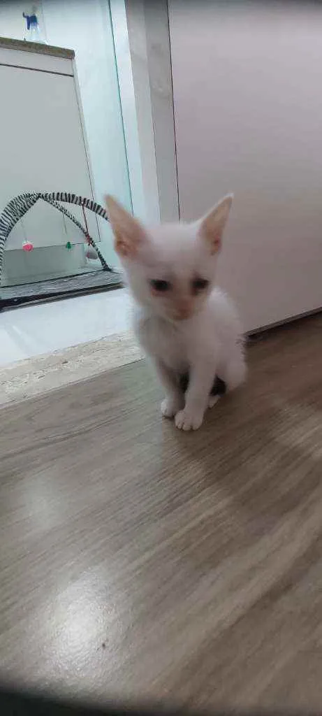 Gato raça Srd  idade Abaixo de 2 meses nome Sem nome