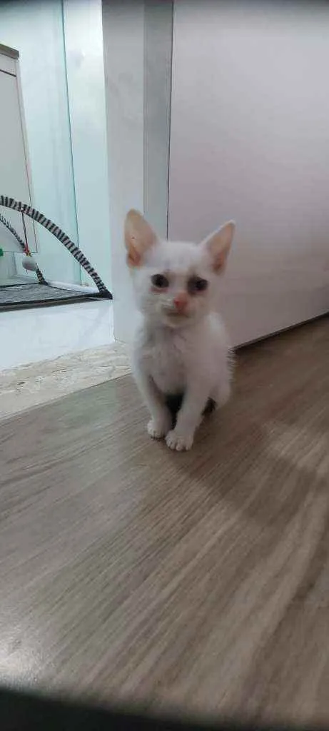 Gato raça Srd  idade Abaixo de 2 meses nome Sem nome