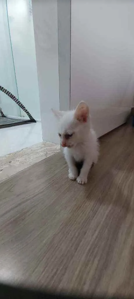 Gato raça Srd  idade Abaixo de 2 meses nome Sem nome