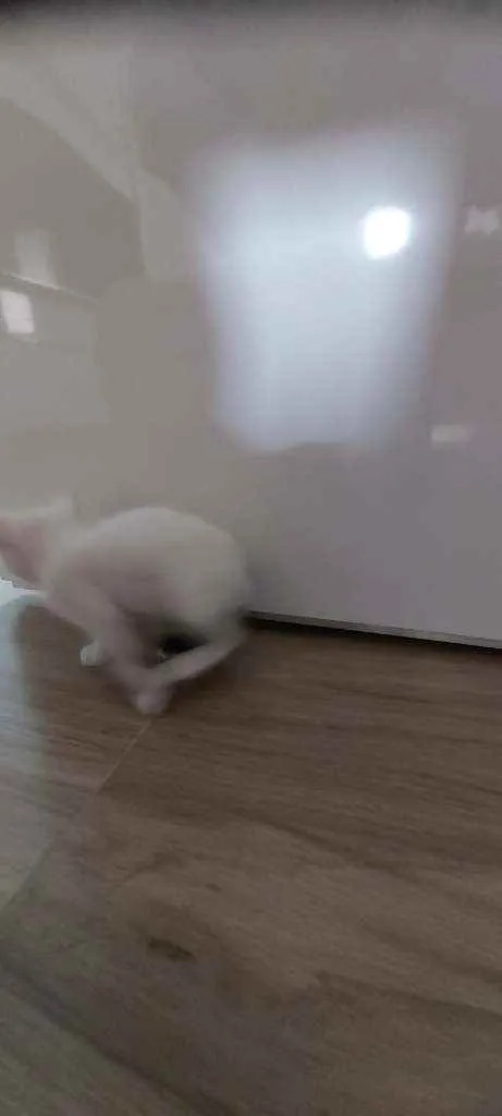 Gato raça Srd  idade Abaixo de 2 meses nome Sem nome