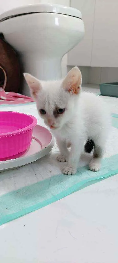 Gato raça Srd  idade Abaixo de 2 meses nome Sem nome