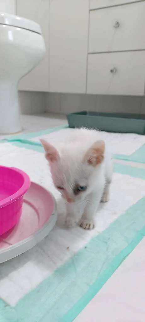 Gato raça Srd  idade Abaixo de 2 meses nome Sem nome