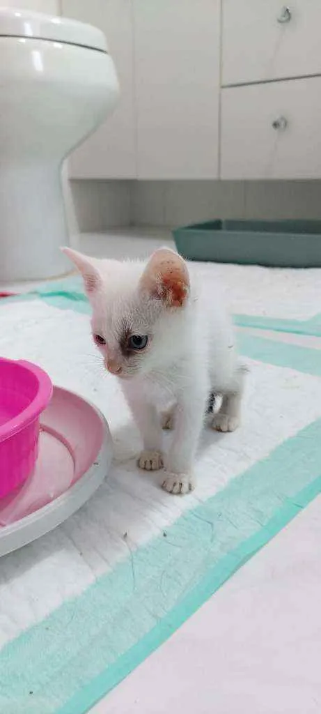 Gato raça Srd  idade Abaixo de 2 meses nome Sem nome