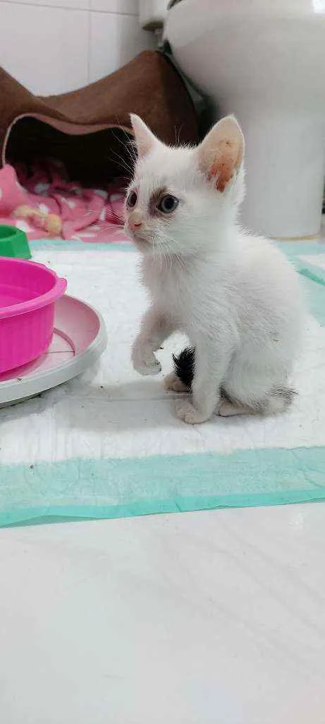 Gato raça Srd  idade Abaixo de 2 meses nome Sem nome