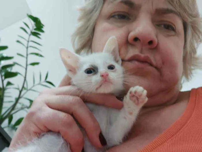 Gato raça Srd  idade Abaixo de 2 meses nome Sem nome