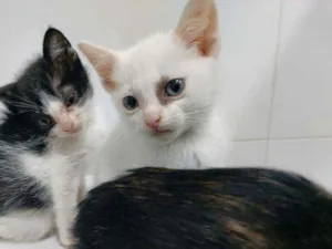Gato raça Srd  idade Abaixo de 2 meses nome Sem nome