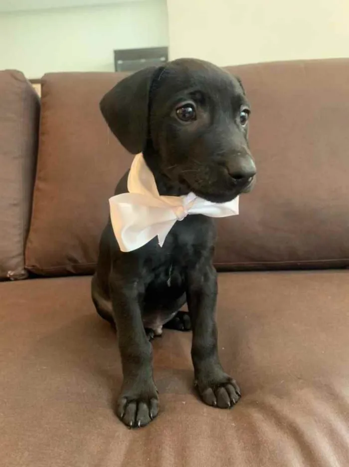 Cachorro ra a SRD idade 2 a 6 meses nome Romeu