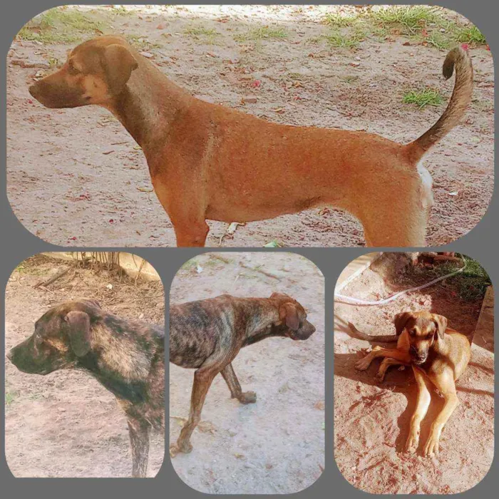 Cachorro ra a Belga+Doberman idade 2 a 6 meses nome Mal, Olga