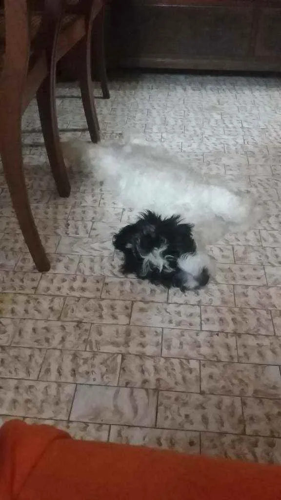 Cachorro ra a Mestiça  idade 2 a 6 meses nome Vários nomes