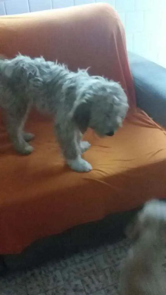 Cachorro ra a Mestiça  idade 2 a 6 meses nome Vários nomes