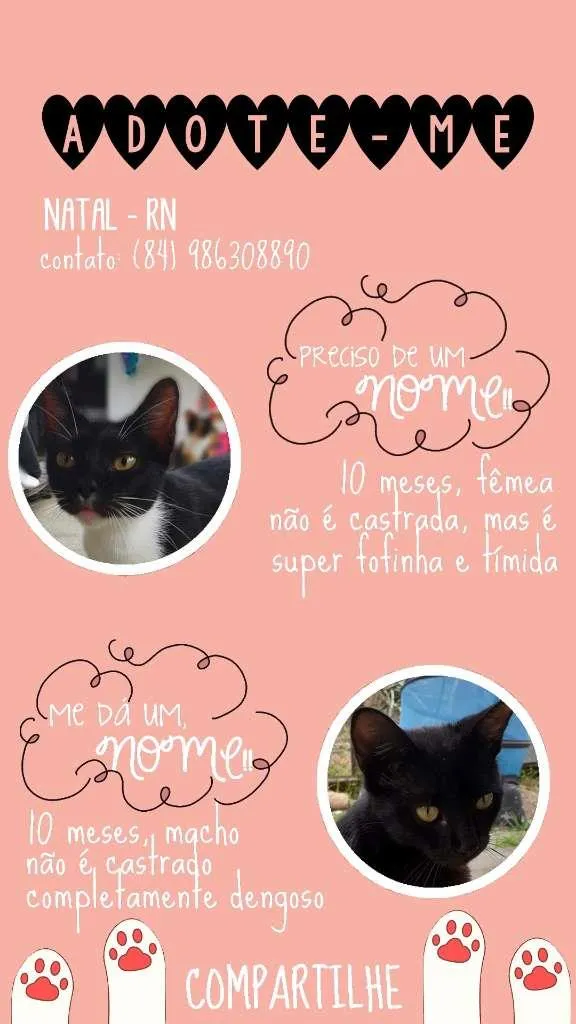 Gato ra a  idade  nome dê um nome a eles