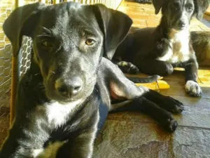 Cachorro raça sem raça definida idade 5 anos nome batman