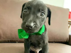 Cachorro raça SRD idade 2 a 6 meses nome Romeu