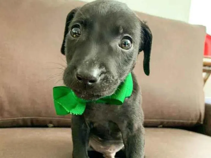 Cachorro ra a SRD idade 2 a 6 meses nome Romeu