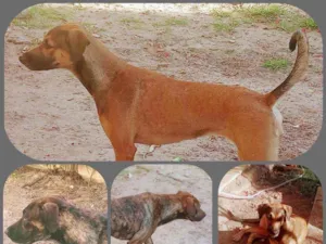Cachorro raça Belga+Doberman idade 2 a 6 meses nome Mal, Olga