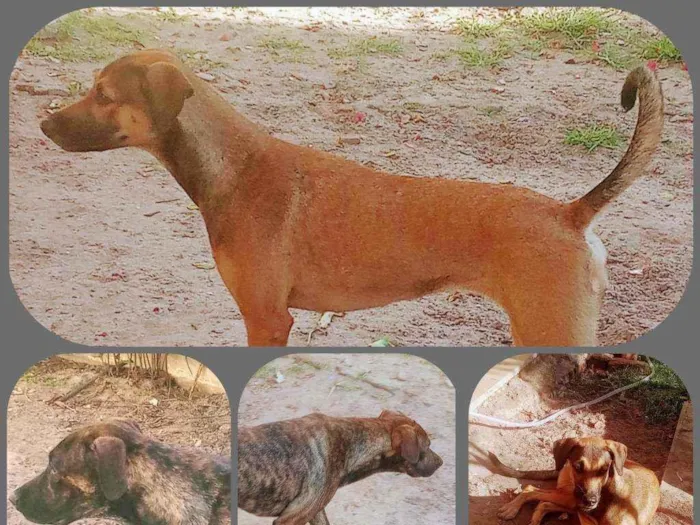 Cachorro ra a Belga+Doberman idade 2 a 6 meses nome Mal, Olga