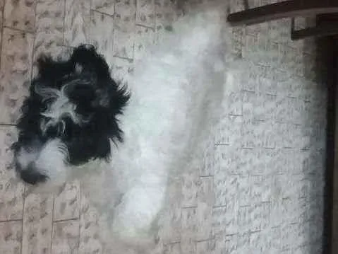 Cachorro ra a Mestiça  idade 2 a 6 meses nome Vários nomes