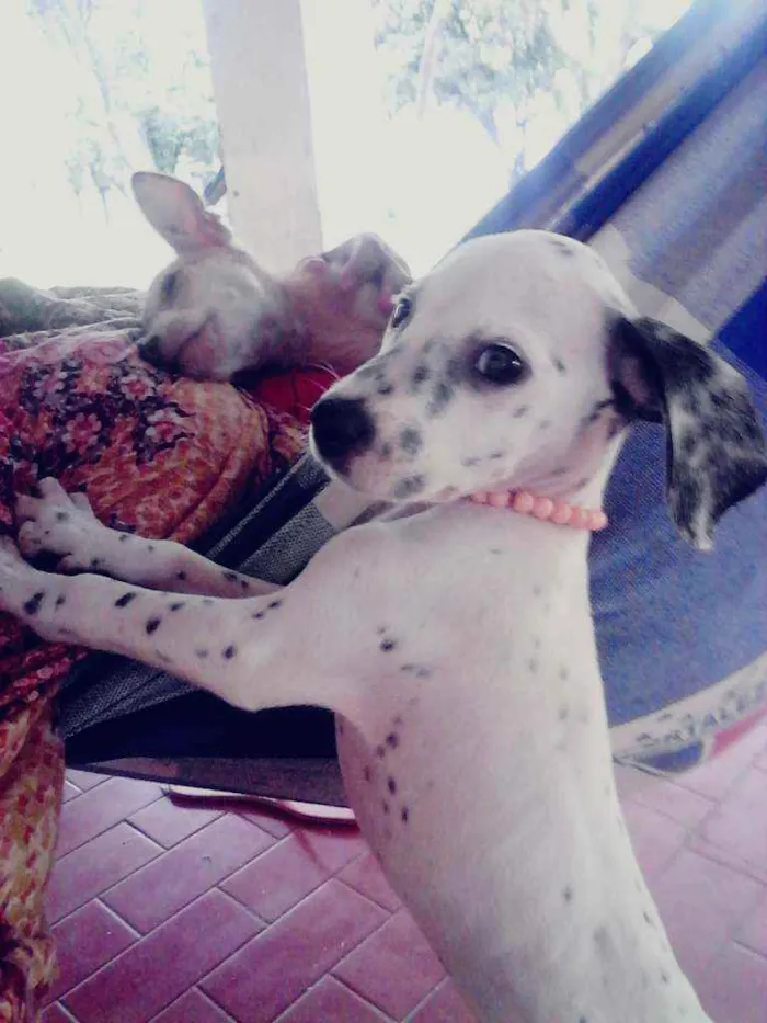 Cachorro ra a Dalmata idade 7 a 11 meses nome Perola