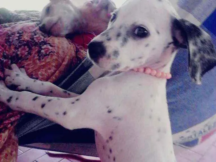 Cachorro ra a Dalmata idade 7 a 11 meses nome Perola