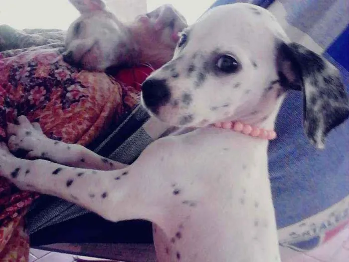 Cachorro ra a Dalmata idade 7 a 11 meses nome Perola