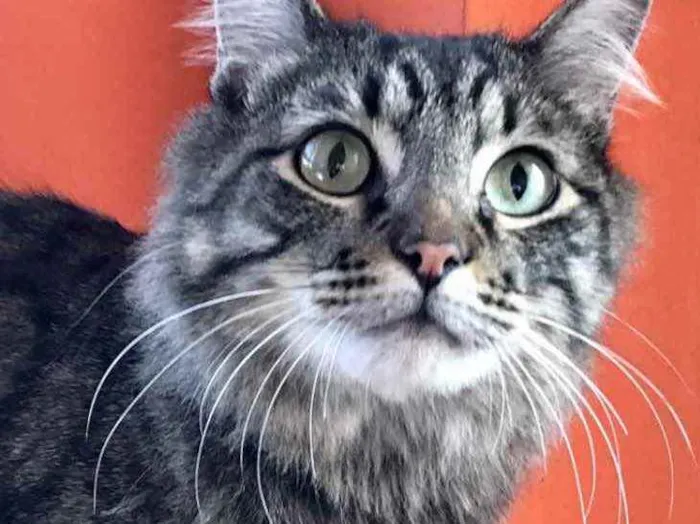 Gato raça Srd  idade 1 ano nome Haruki 