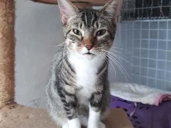 Gato ra a Srd idade 7 a 11 meses nome Tay