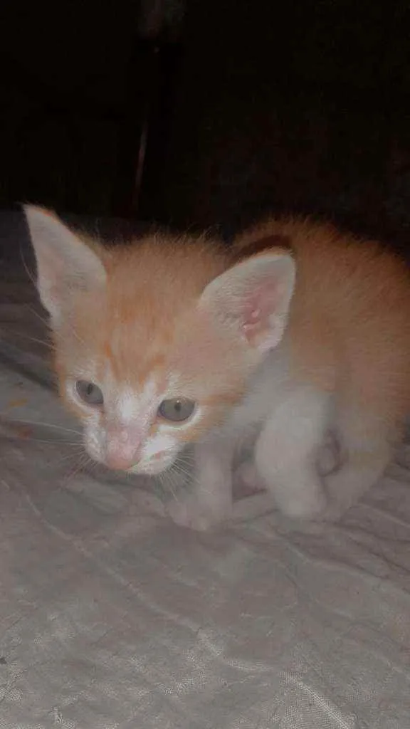 Gato raça Vira-lata  idade Abaixo de 2 meses nome Lila