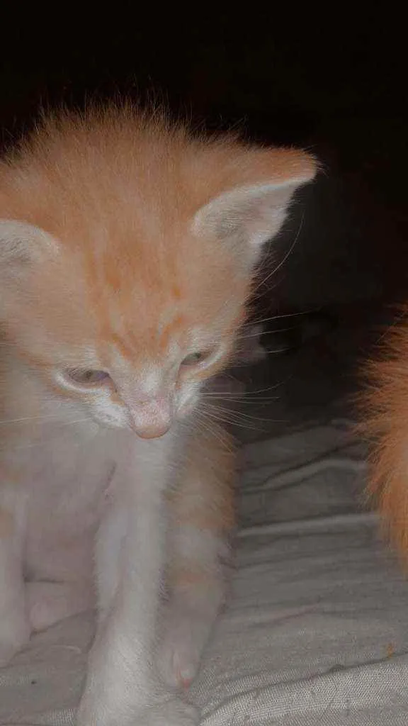 Gato raça Vira-lata  idade Abaixo de 2 meses nome Lila