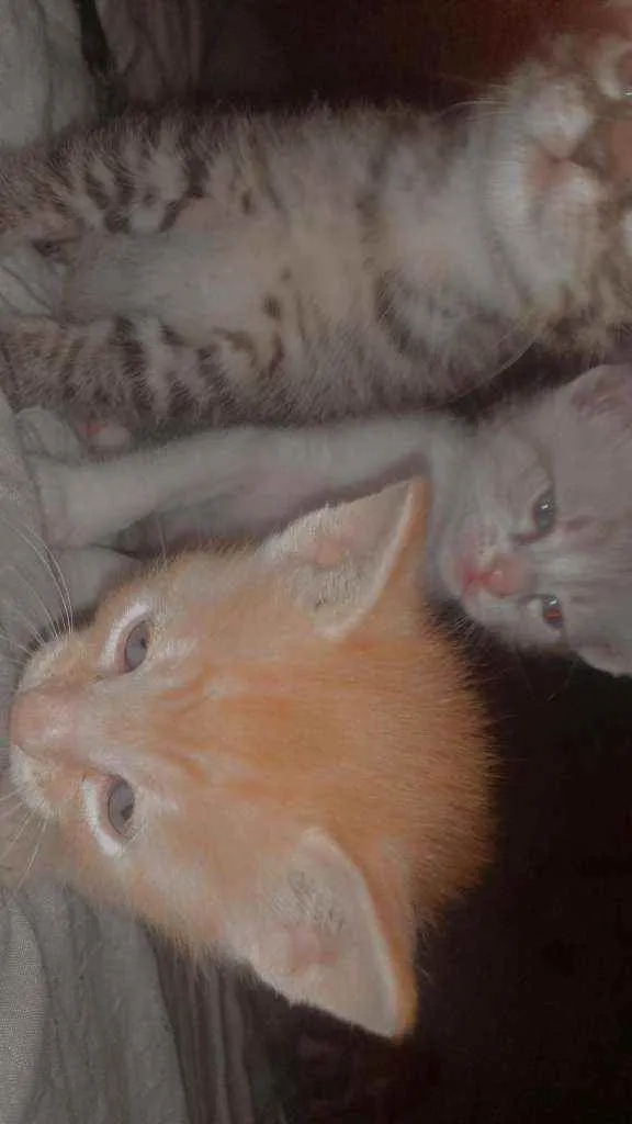 Gato raça Vira-lata  idade Abaixo de 2 meses nome Lila