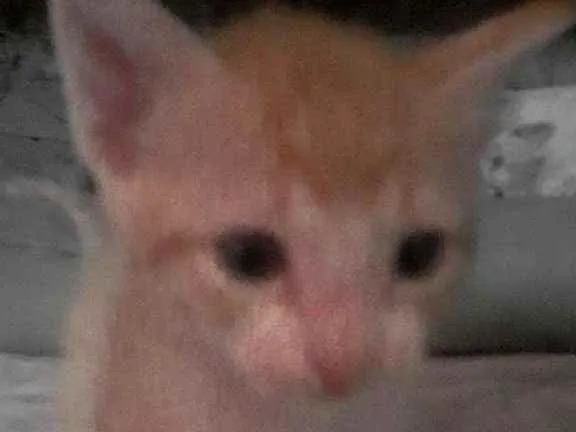 Gato raça Vira-lata  idade Abaixo de 2 meses nome Lila