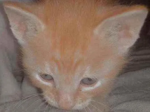 Gato raça Vira-lata  idade Abaixo de 2 meses nome Lila