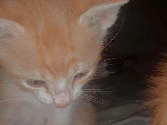 Gato raça Vira-lata  idade Abaixo de 2 meses nome Lila