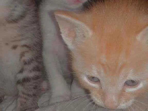 Gato raça Vira-lata  idade Abaixo de 2 meses nome Lila