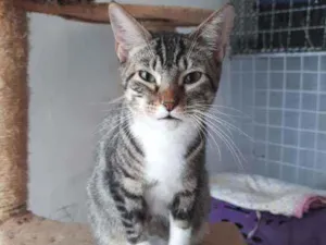 Gato raça Srd idade 7 a 11 meses nome Tay