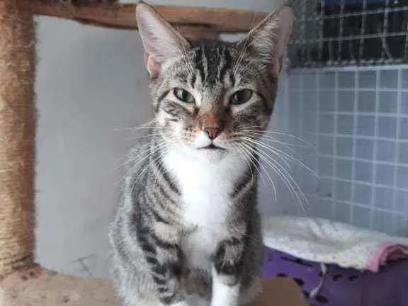 Gato ra a Srd idade 7 a 11 meses nome Tay